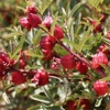 برداشت چای ترش در حمیدیه خوزستان