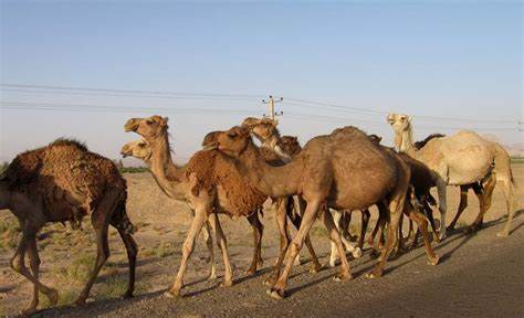 پرورش شتر در استان خوزستان