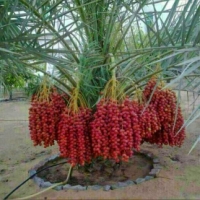 درخت خرما